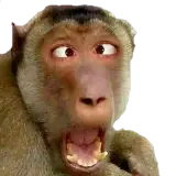 Memes WhatsApp sticker