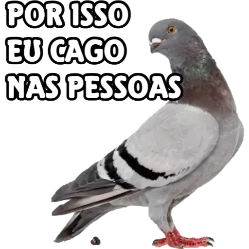 Coletadas sticker 25096