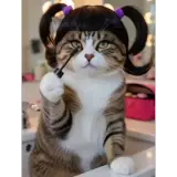 Figurinha de Gatos para WhatsApp