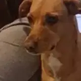 Sticker de Cachorros para WhatsApp