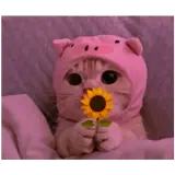 Figurinha de Animais para WhatsApp