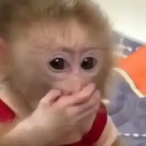 Figurinha para WhatsApp