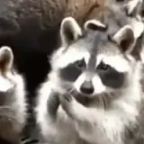 Figurinha de Animais para WhatsApp