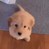 Figurinha de Cachorros para WhatsApp