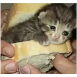 Figurinha de Animais para WhatsApp