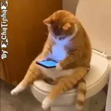 Figurinha de Gatos para WhatsApp