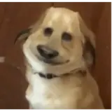 Figurinha de Cachorros para WhatsApp