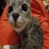 Figurinha para WhatsApp