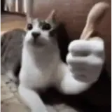 Figurinha de Gatos para WhatsApp