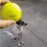 Figurinha para WhatsApp