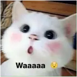 Figurinha de Gatos para WhatsApp