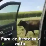 Sticker de Memes Brasileiros para WhatsApp