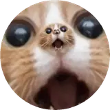 Figurinha de Gatos para WhatsApp