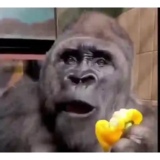 Figurinha para WhatsApp — Animais