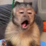 Animais WhatsApp sticker