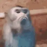 Figurinha de Animais para WhatsApp