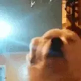 Figurinha de Animais para WhatsApp