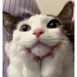 Figurinha de Gatos para WhatsApp