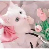 Figurinha de Animais para WhatsApp