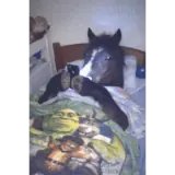 Figurinha para WhatsApp