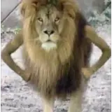 Figurinha de Animais para WhatsApp