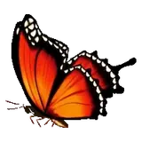 Animais WhatsApp sticker