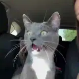 Figurinha de Gatos para WhatsApp