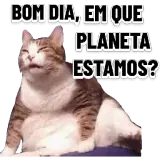Figurinha de Gatos para WhatsApp