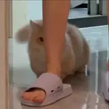 Figurinha de Animais para WhatsApp