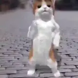 Figurinha de Gatos para WhatsApp