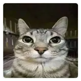 Figurinha para WhatsApp
