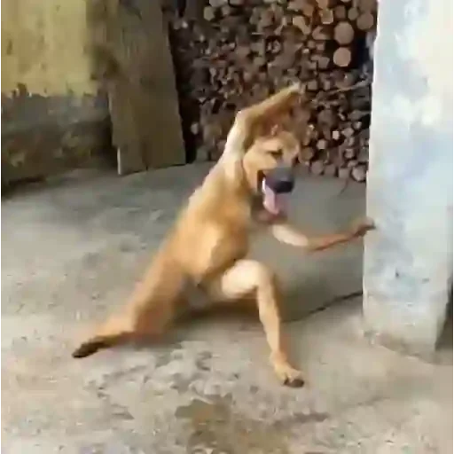 Figurinha para WhatsApp — Cachorros