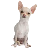 Figurinha de Cachorros para WhatsApp