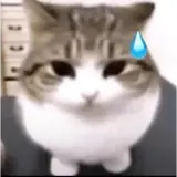 Sticker de Gatos para WhatsApp