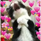 Figurinha de Gatos para WhatsApp