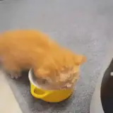 Figurinha para WhatsApp