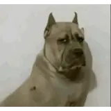 Figurinha para WhatsApp