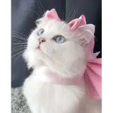 Figurinha de Gatos para WhatsApp