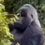 Figurinha de Animais para WhatsApp