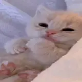 Figurinha de Gatos para WhatsApp