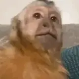 Figurinha de Animais para WhatsApp