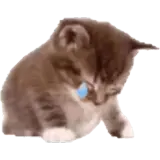 Figurinha de Gatos para WhatsApp