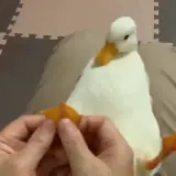 Figurinha de Animais para WhatsApp