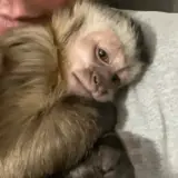 Figurinha de Animais para WhatsApp