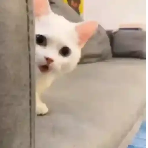 Figurinha para WhatsApp — Gatos