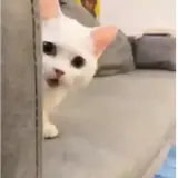 Gatos WhatsApp sticker