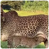 Figurinha de Animais para WhatsApp