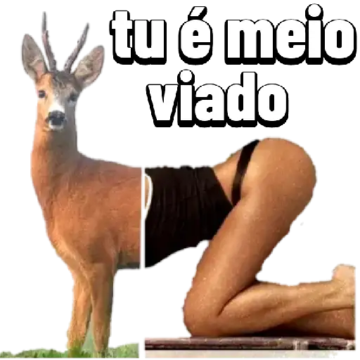 Coletadas sticker 14883