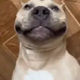 Cachorros WhatsApp sticker