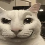 Figurinha de Gatos para WhatsApp